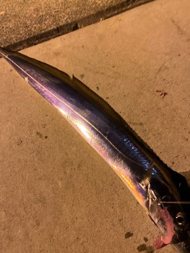 タチウオの釣果