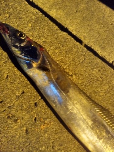 タチウオの釣果