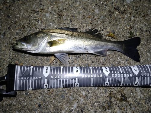 セイゴ（マルスズキ）の釣果