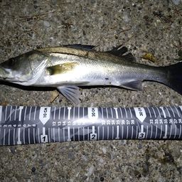 セイゴ（マルスズキ）