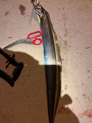 タチウオの釣果