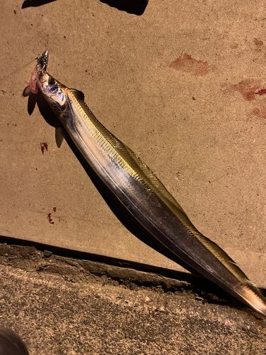 タチウオの釣果