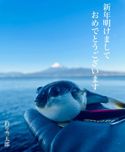 エソの釣果