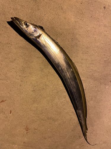 タチウオの釣果