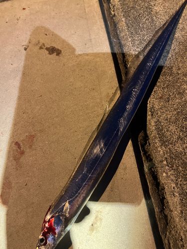 タチウオの釣果