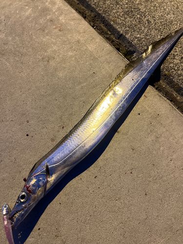 タチウオの釣果