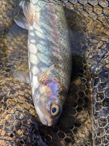 レインボートラウトの釣果