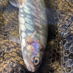 レインボートラウト