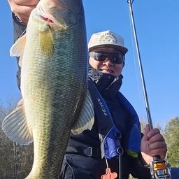 ラージマウスバス