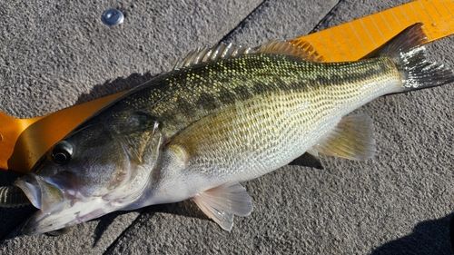スポッテッドバスの釣果