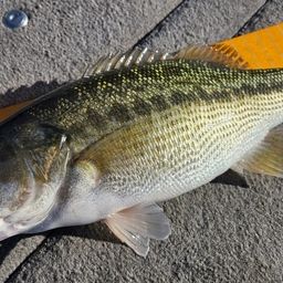 スポッテッドバス