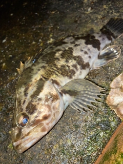 クロソイの釣果