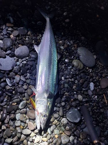 サゴシの釣果
