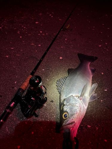 ヒラスズキの釣果