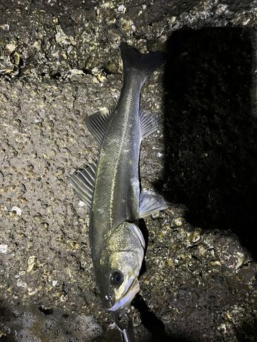 フッコ（マルスズキ）の釣果