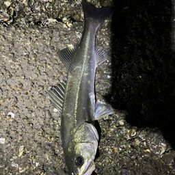 フッコ（マルスズキ）