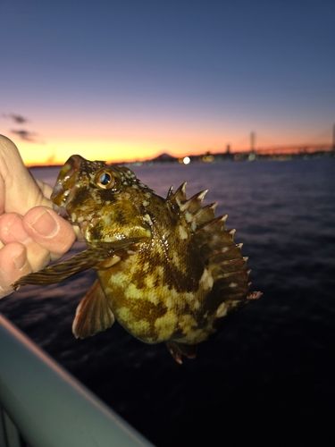 カサゴの釣果