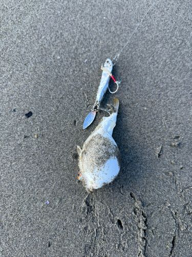 クサフグの釣果