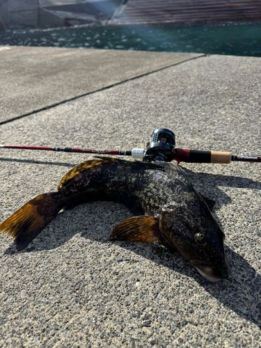 アイナメの釣果