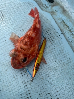 ウッカリカサゴの釣果