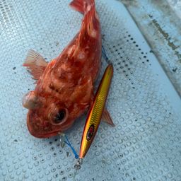 ウッカリカサゴ