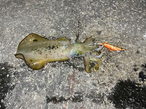 アオリイカの釣果
