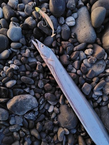 タチウオの釣果