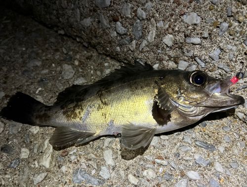 メバルの釣果