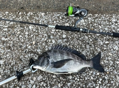 クロダイの釣果