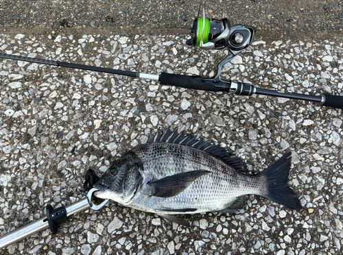 クロダイの釣果