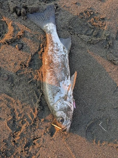 フッコ（ヒラスズキ）の釣果