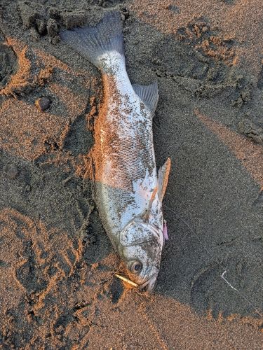 フッコ（ヒラスズキ）の釣果