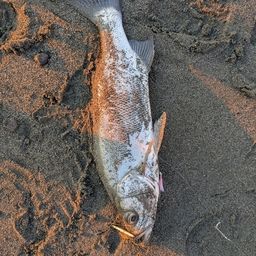 フッコ（ヒラスズキ）