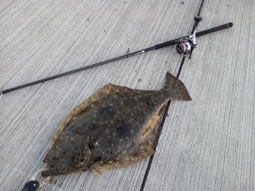 ヒラメの釣果