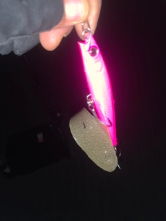 シタビラメの釣果