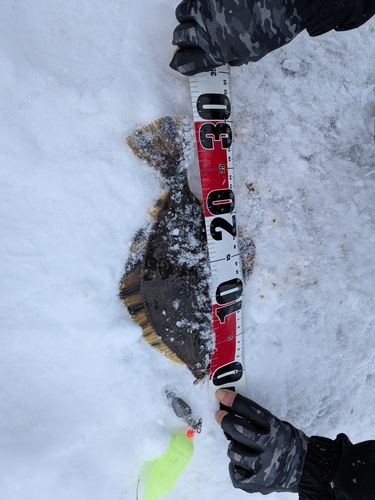 カワガレイの釣果