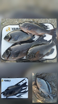 メジナの釣果