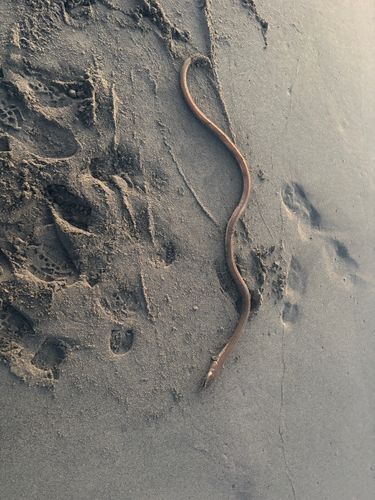 ダイナンウミヘビの釣果