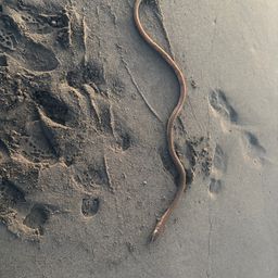 ダイナンウミヘビ