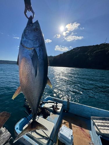 コシナガマグロの釣果