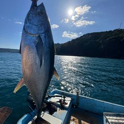 コシナガマグロ