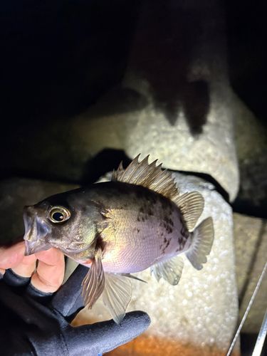 シロメバルの釣果