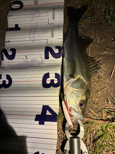 フッコ（マルスズキ）の釣果