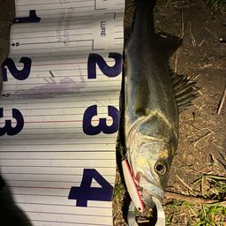 フッコ（マルスズキ）