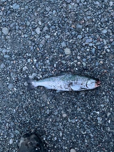 サクラマスの釣果