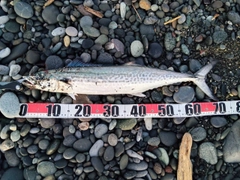 サワラの釣果