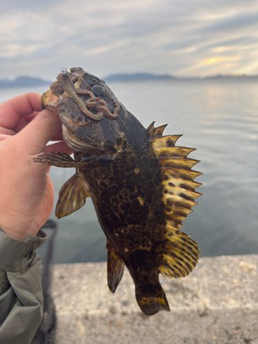 タケノコメバルの釣果