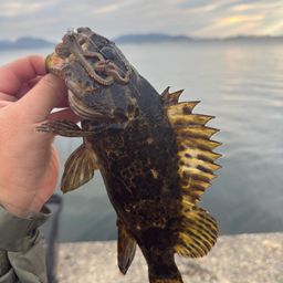 タケノコメバル