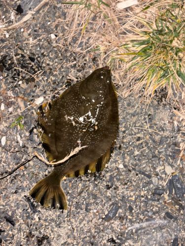ヌマガレイの釣果