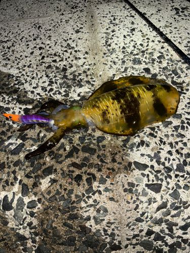 アオリイカの釣果